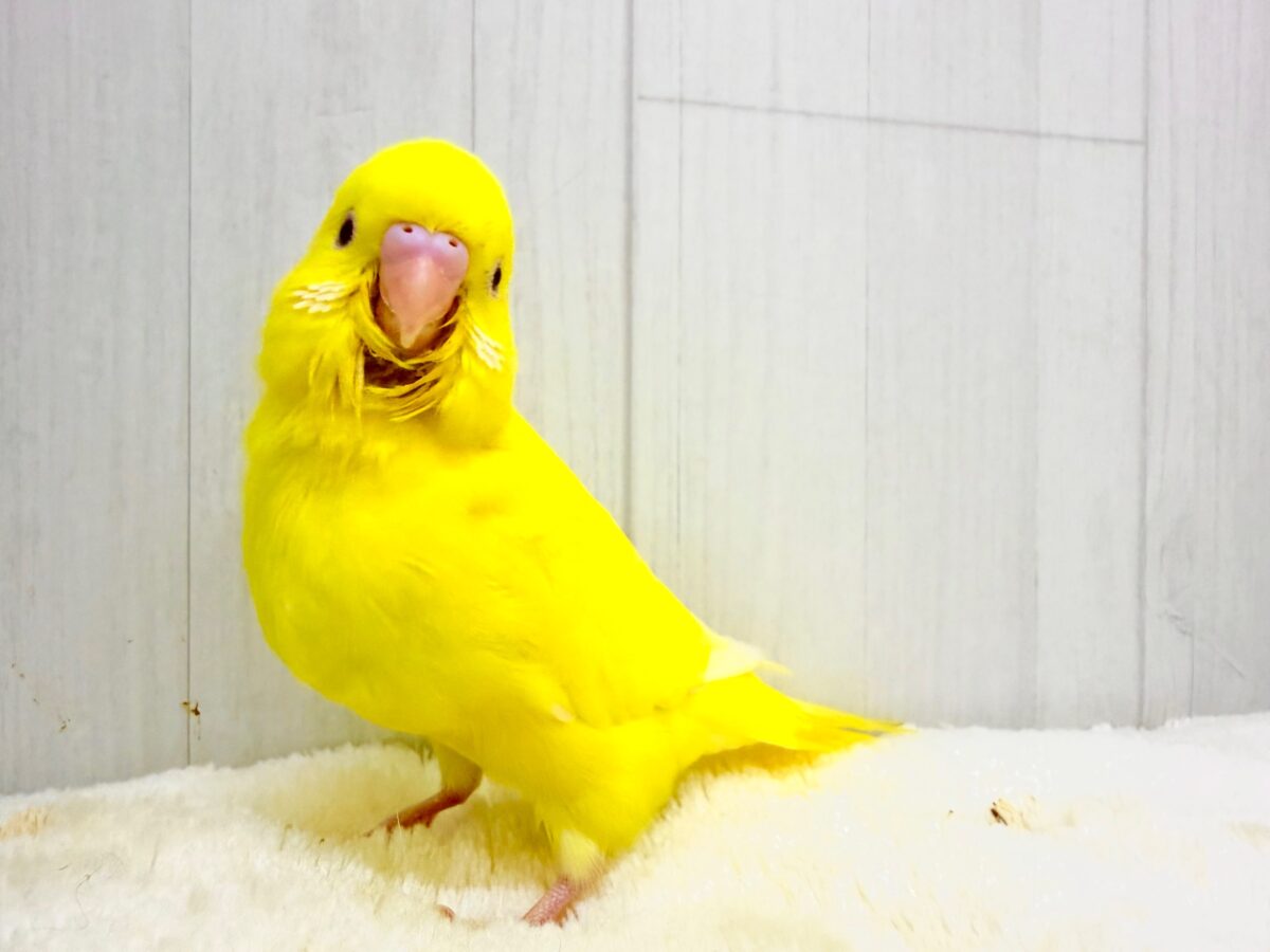 まぶしい黄色に一目惚れ‪🔆‬セキセイインコ(ルチノー)