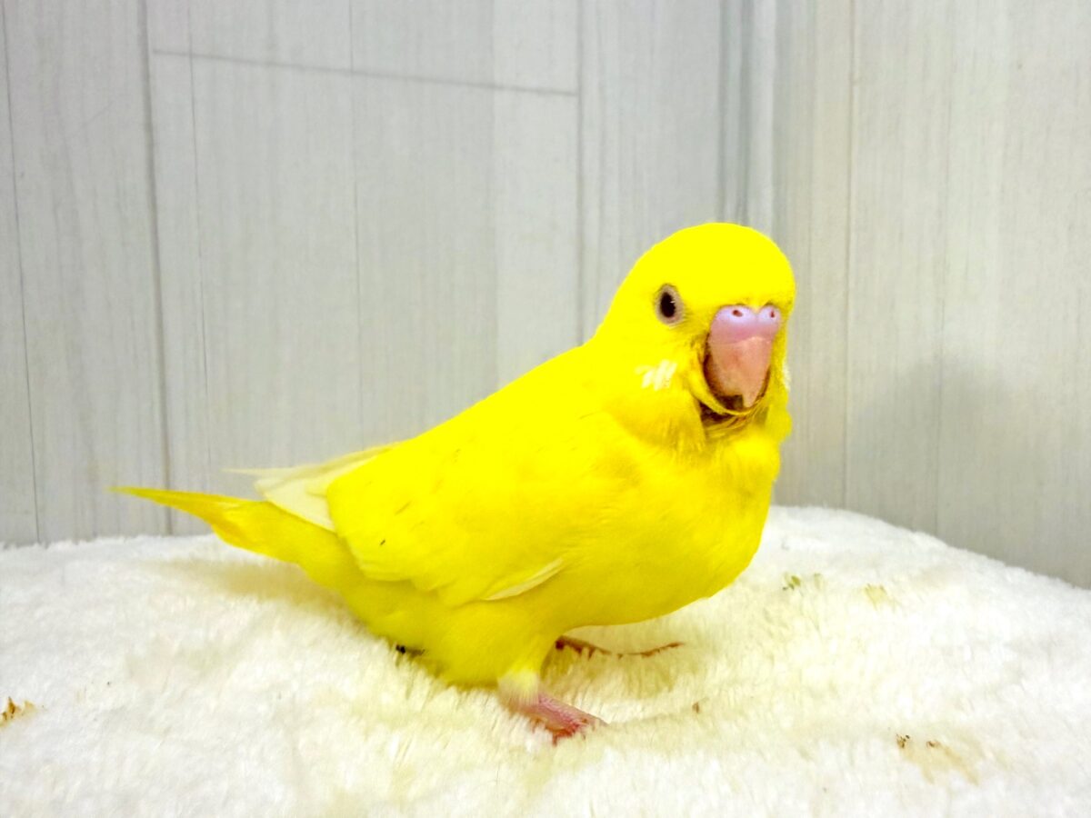 まぶしい黄色に一目惚れ🔆セキセイインコ(ルチノー) セキセイインコ