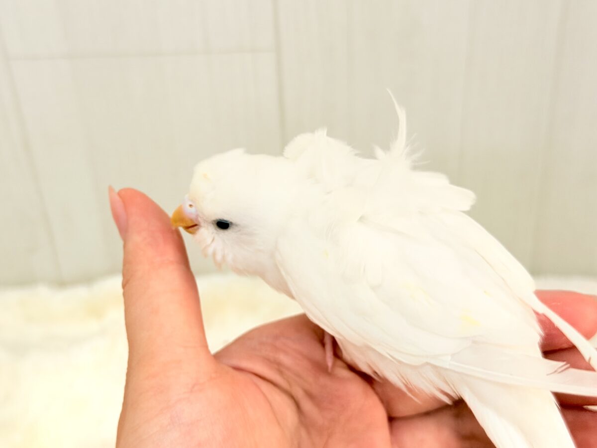 美意識高め✨オシャレな天使🪽パッと華やかな羽衣セキセイインコ(ホワイトダブルファクター) 羽衣セキセイインコ