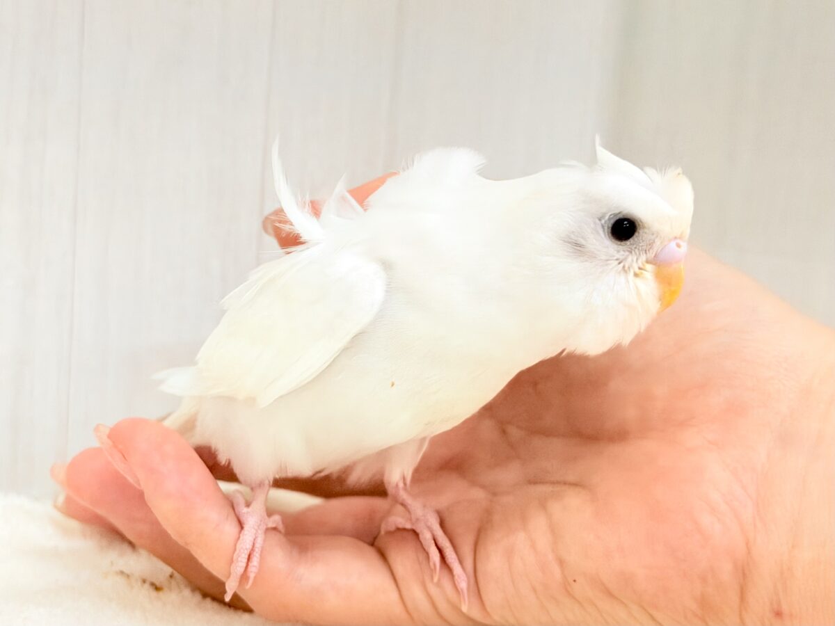 美意識高め✨オシャレな天使🪽パッと華やかな羽衣セキセイインコ(ホワイトダブルファクター) 羽衣セキセイインコ