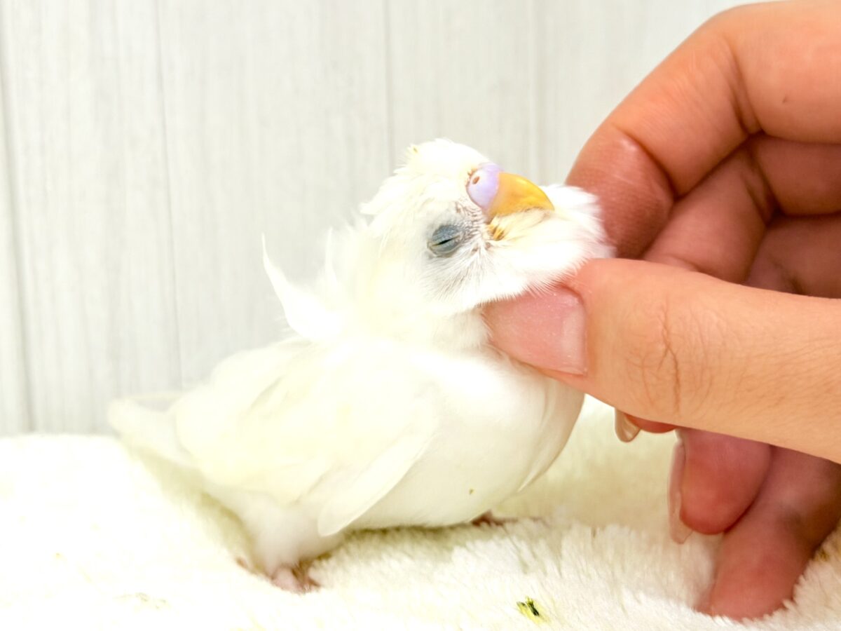 美意識高め✨オシャレな天使🪽パッと華やかな羽衣セキセイインコ(ホワイトダブルファクター) 羽衣セキセイインコ