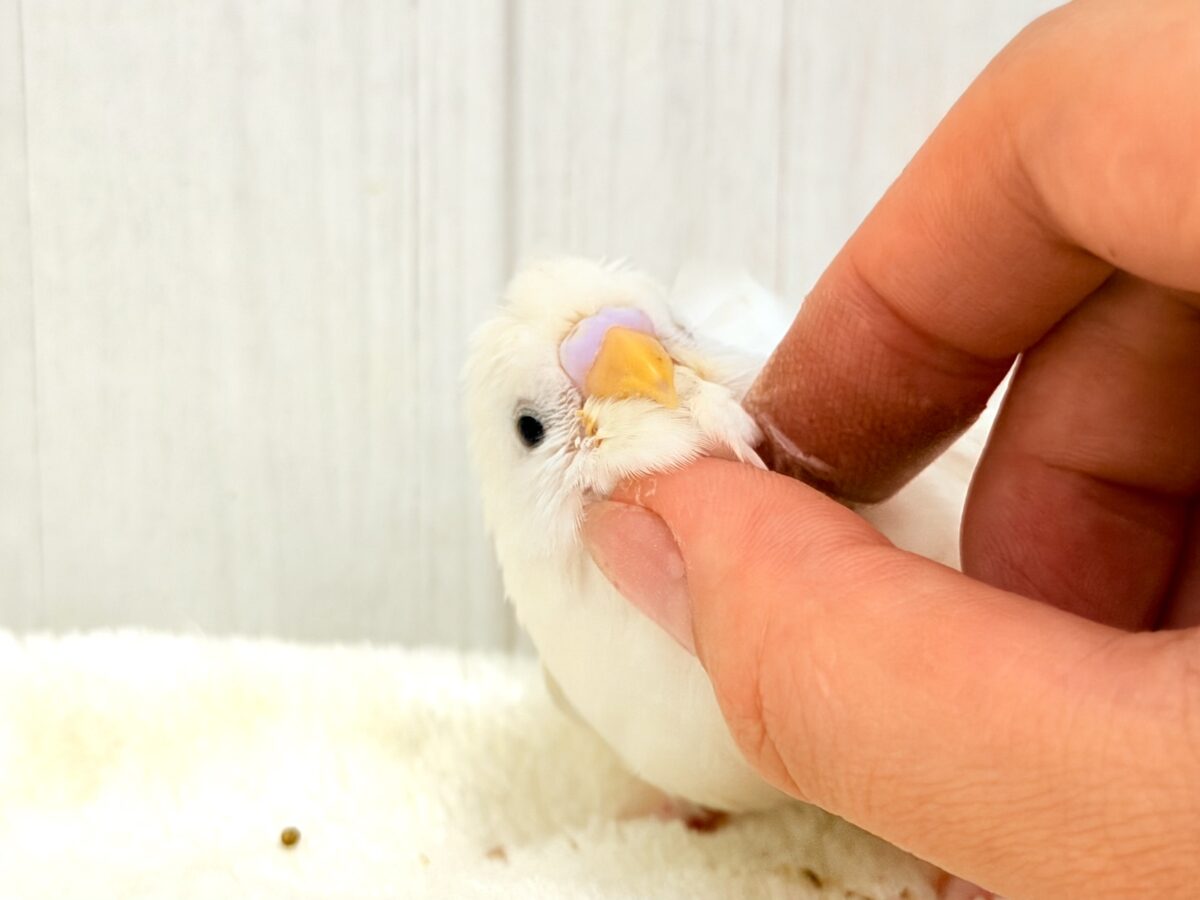 美意識高め✨オシャレな天使🪽パッと華やかな羽衣セキセイインコ(ホワイトダブルファクター) 羽衣セキセイインコ