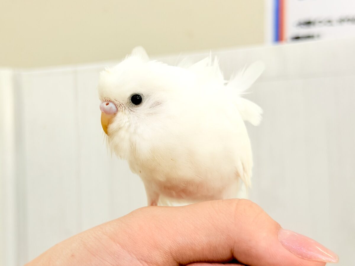 美意識高め✨オシャレな天使🪽パッと華やかな羽衣セキセイインコ(ホワイトダブルファクター) 羽衣セキセイインコ
