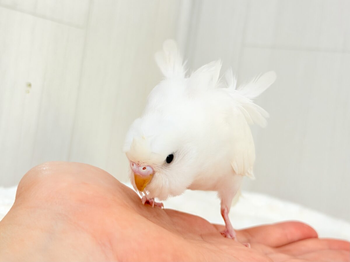 美意識高め✨オシャレな天使🪽パッと華やかな羽衣セキセイインコ(ホワイトダブルファクター) 羽衣セキセイインコ