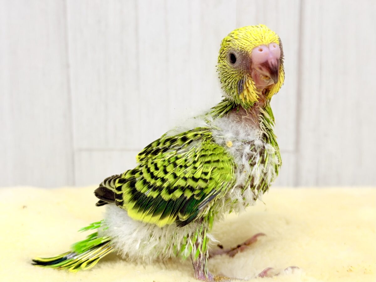 セキセイインコ
