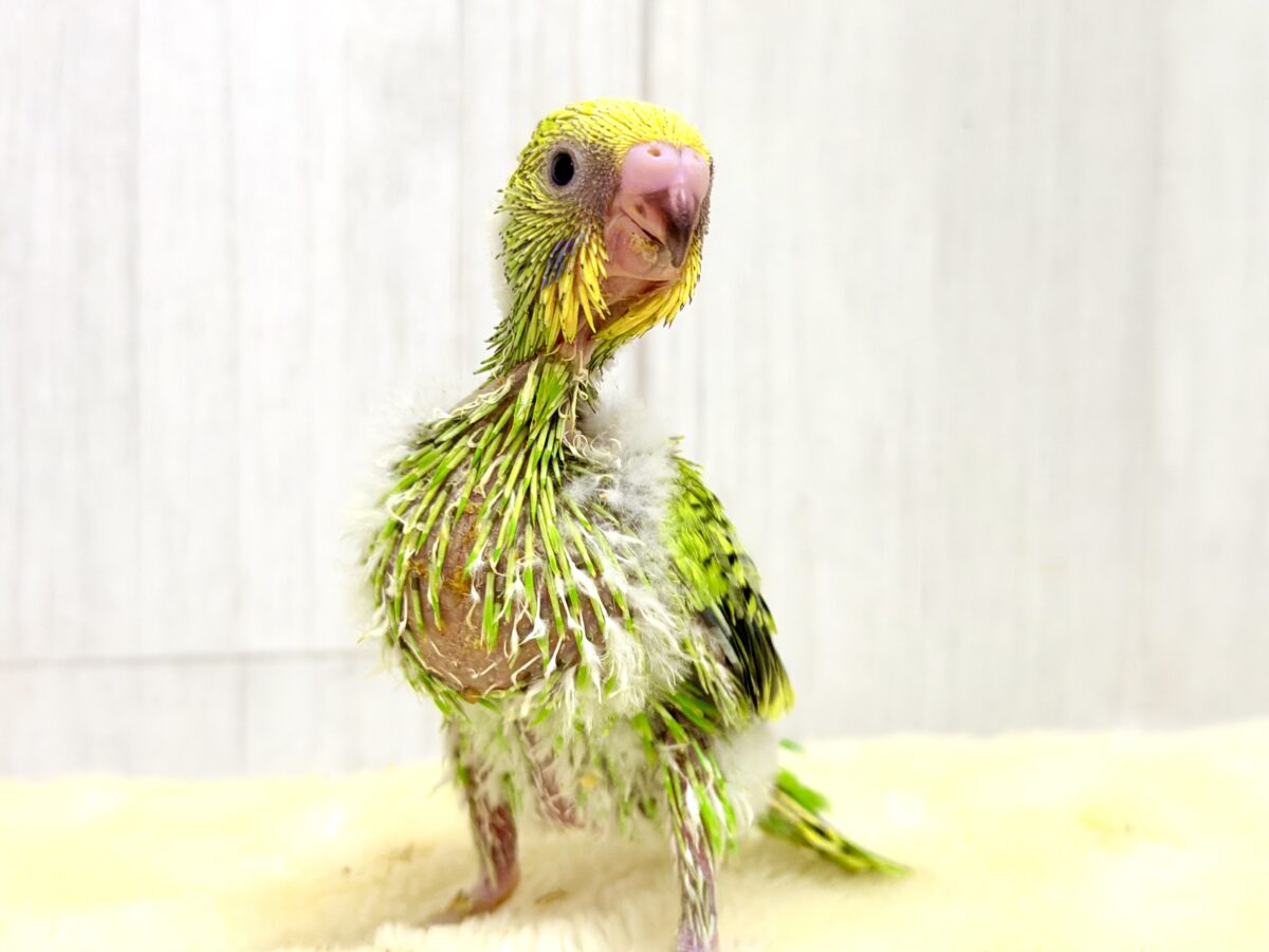 セキセイインコ