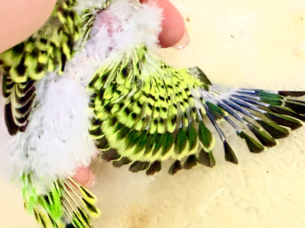 セキセイインコ