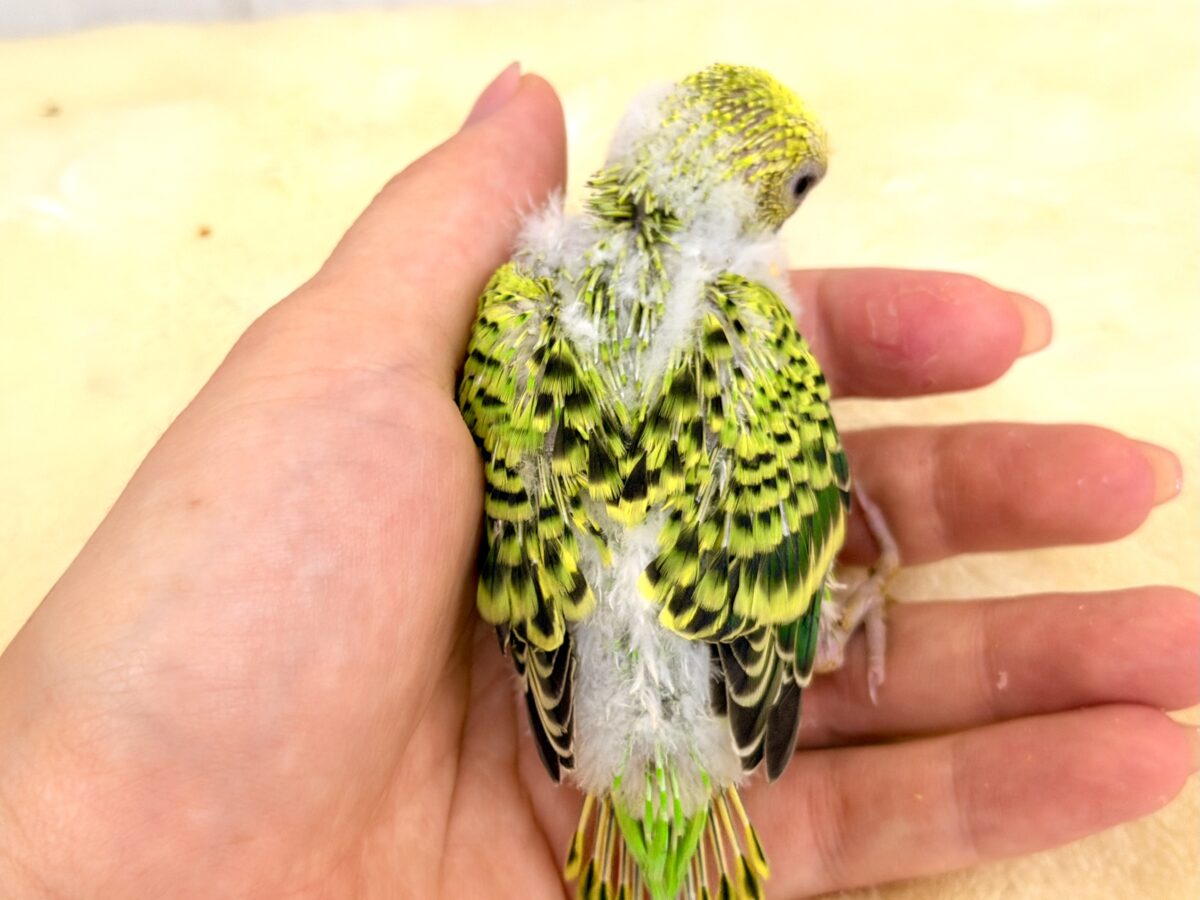 セキセイインコ
