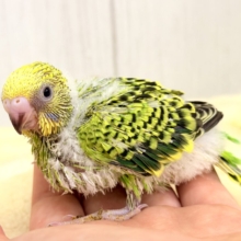 元気いっぱいグリーンカラー💚セキセイインコ(グリーンオパーリン)