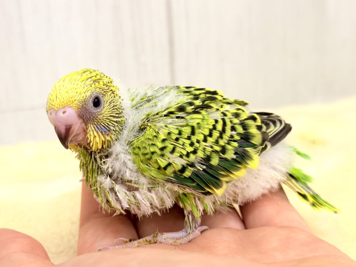 元気いっぱいグリーンカラー💚セキセイインコ(グリーンオパーリン)