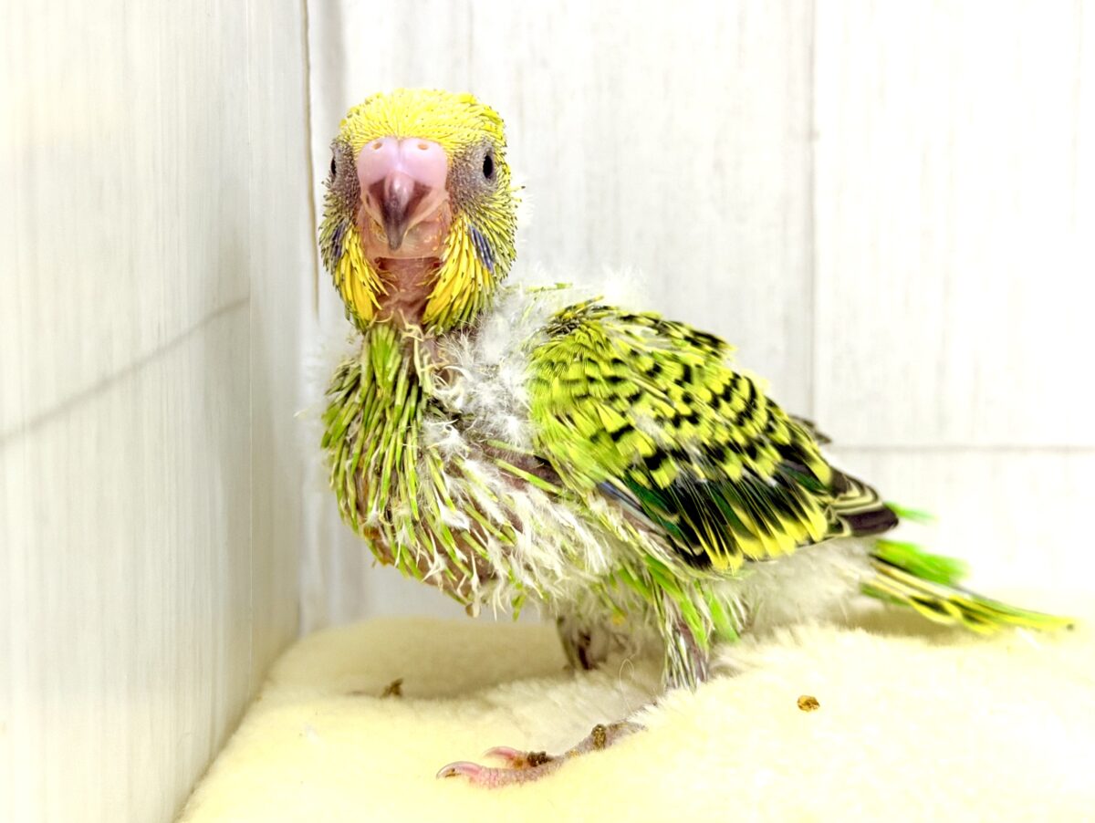 セキセイインコ
