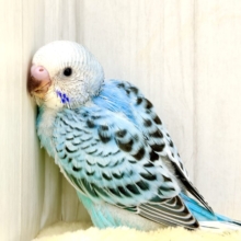 ふわっと広がる青空カラー️🩵セキセイインコ(ブルーオパーリン)