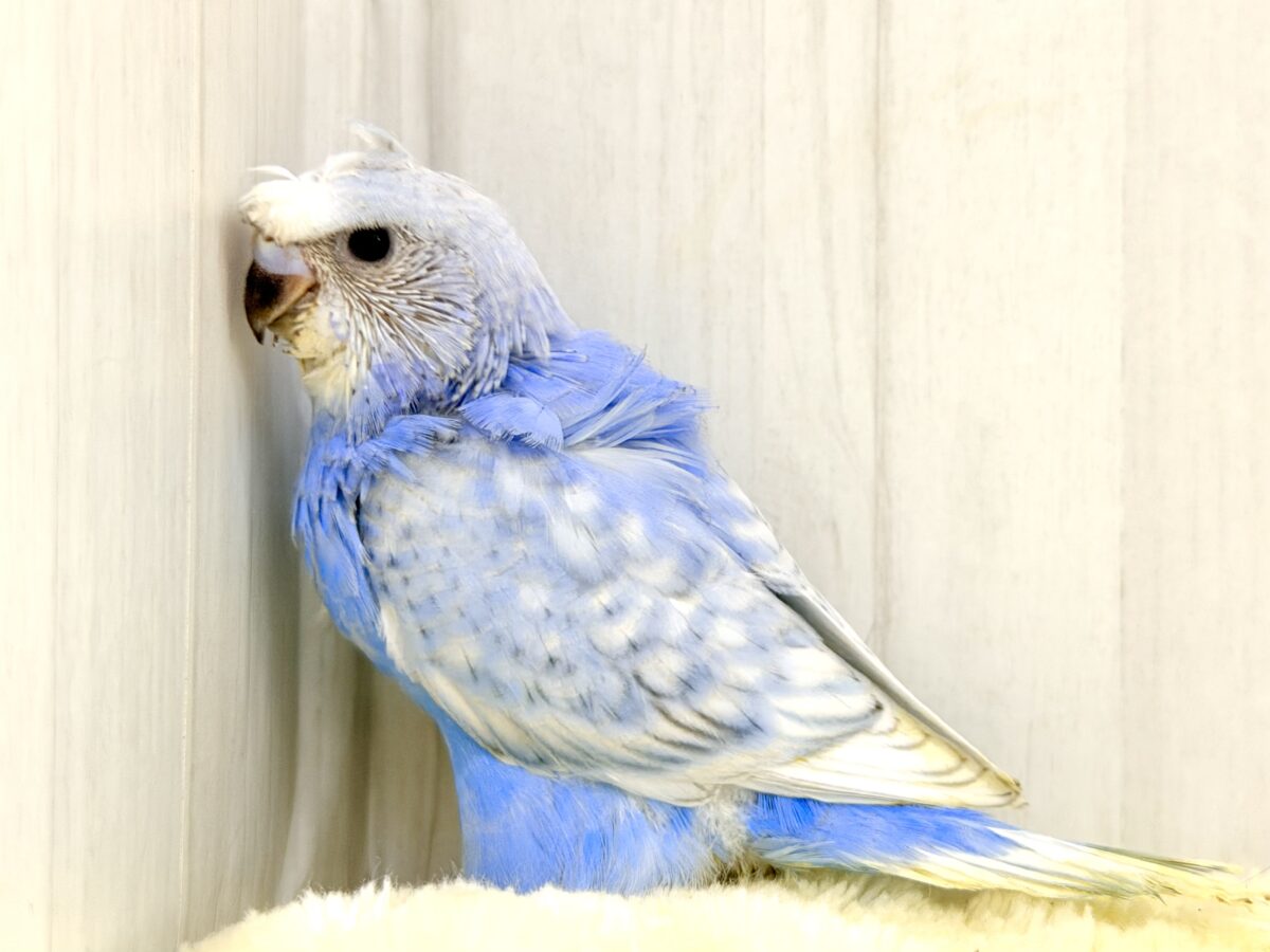 梵天セキセイインコ