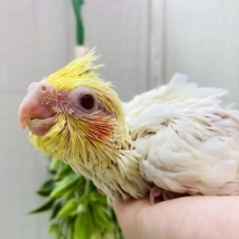 ツンツク綿毛も今だけよ〜☝️💕人気カラー✨オカメインコルチノー！！