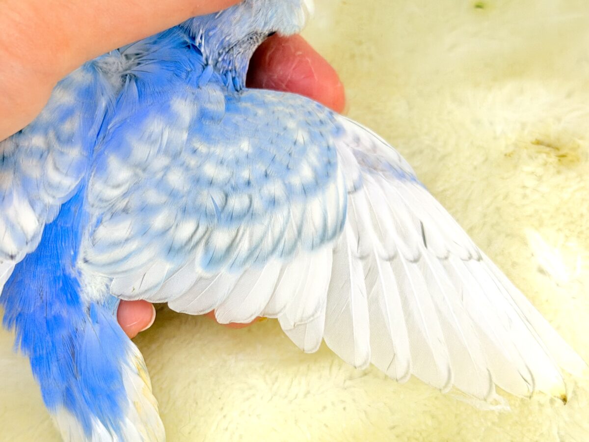 梵天セキセイインコ