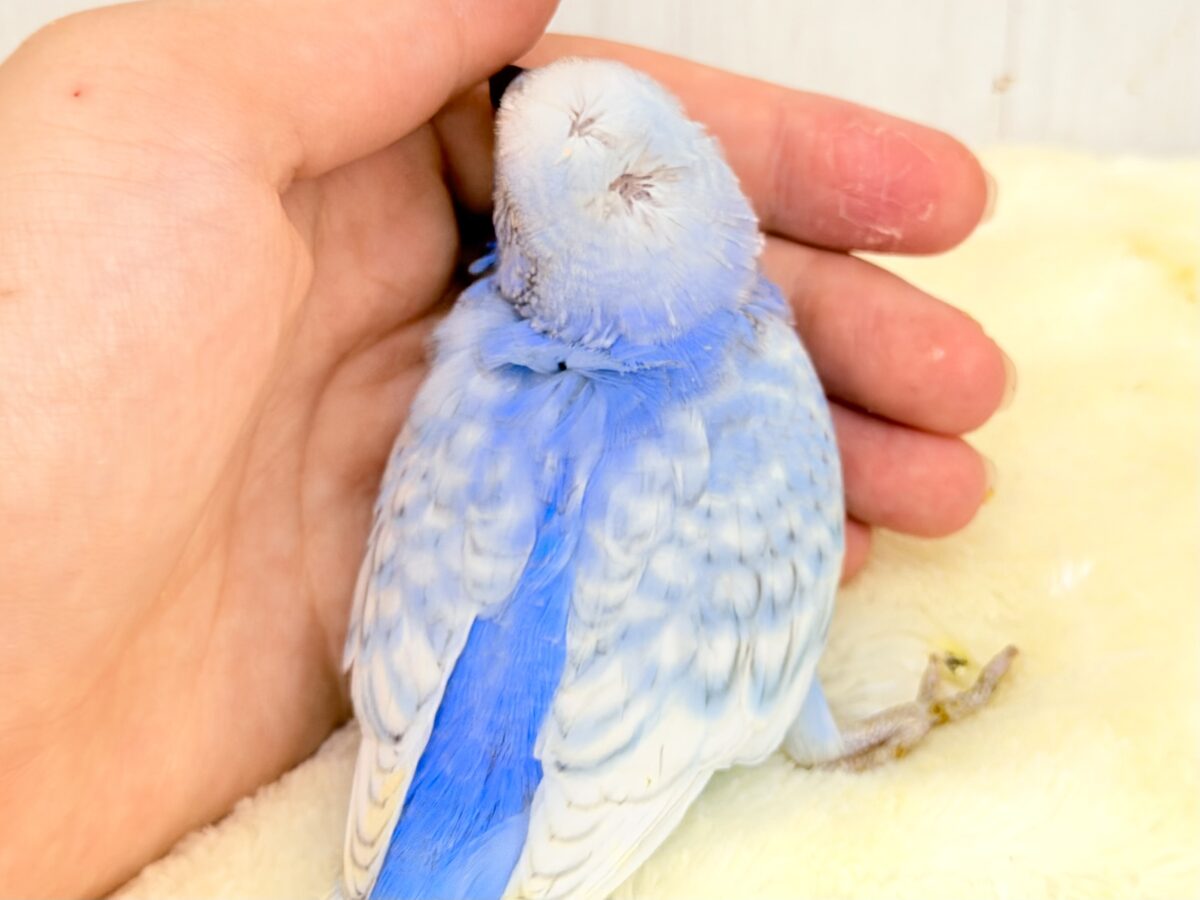 梵天セキセイインコ