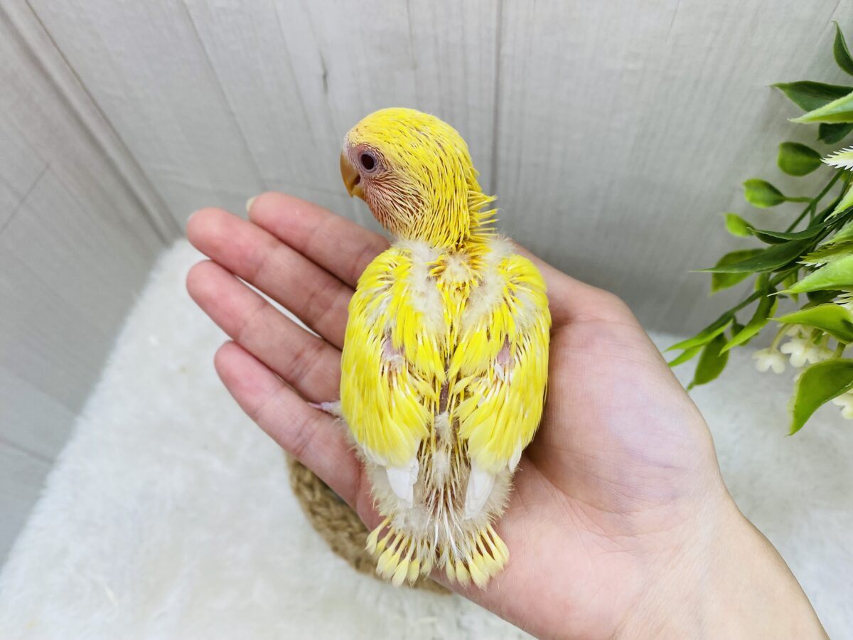 コザクラインコ（小桜インコ）