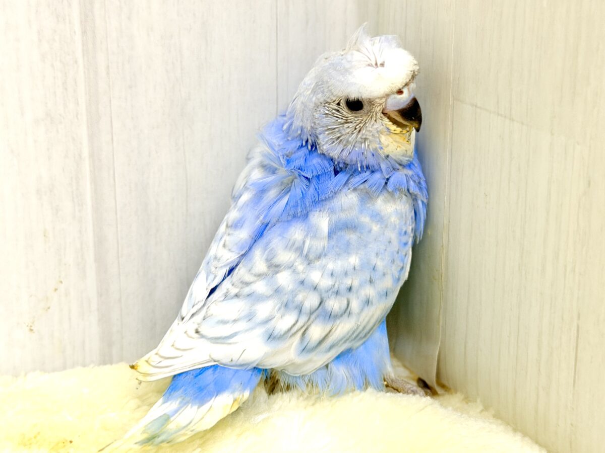 梵天セキセイインコ