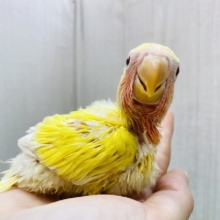 ぽかぽか笑顔をお届けですっ☀️❤️コザクラインコルチノー🌟