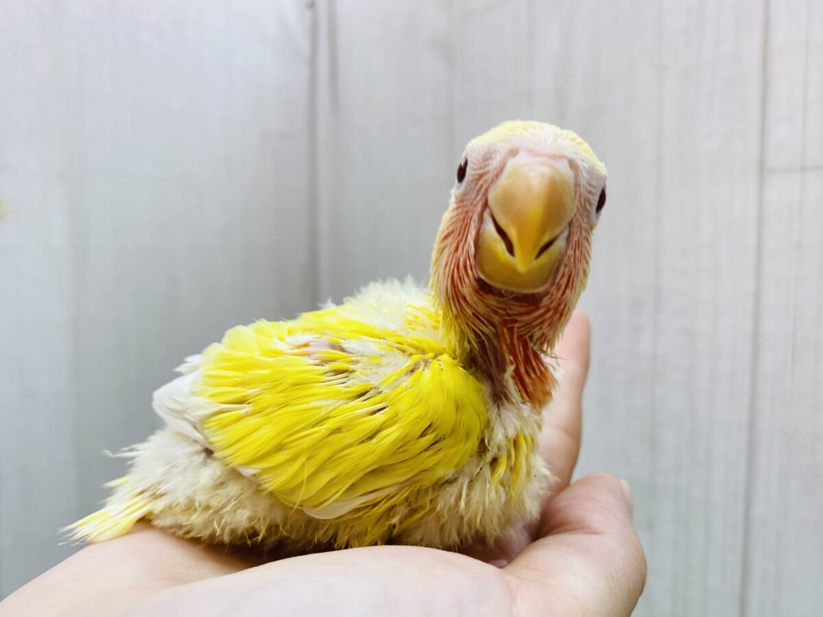 ぽかぽか笑顔をお届けですっ☀️❤️コザクラインコルチノー🌟