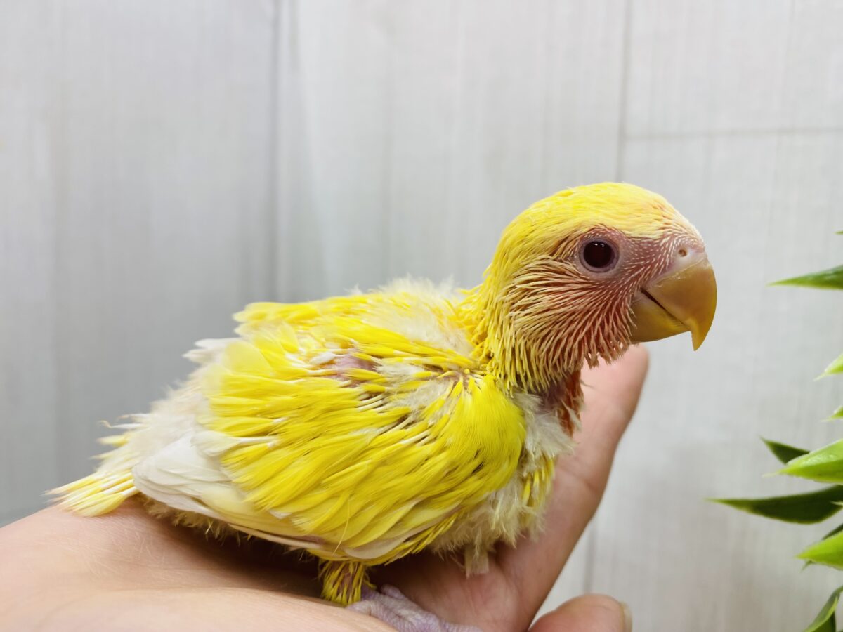 コザクラインコ（小桜インコ）