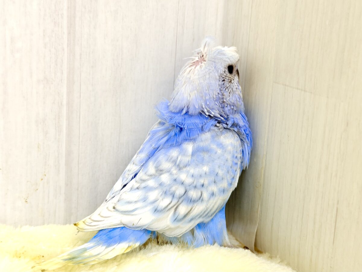 梵天セキセイインコ