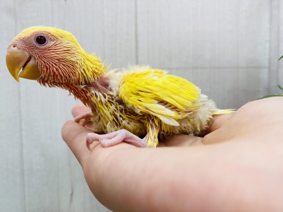 コザクラインコ（小桜インコ）