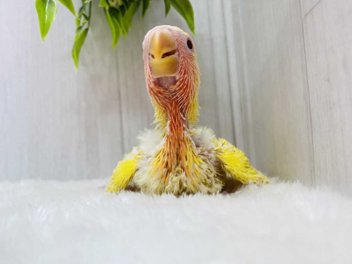 コザクラインコ（小桜インコ）
