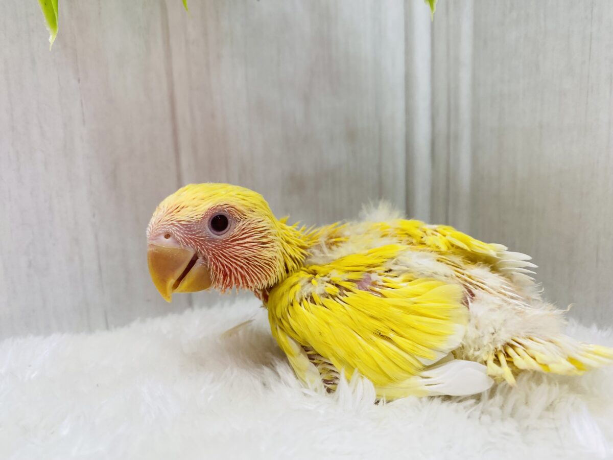 コザクラインコ（小桜インコ）