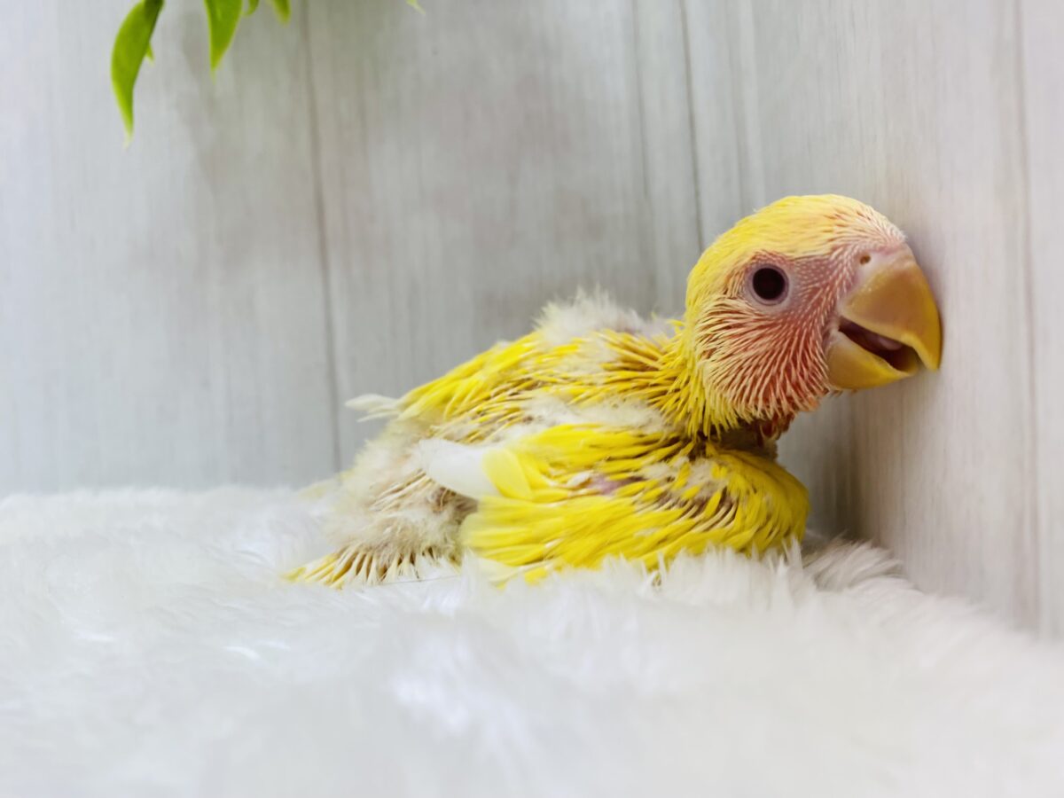 コザクラインコ（小桜インコ）