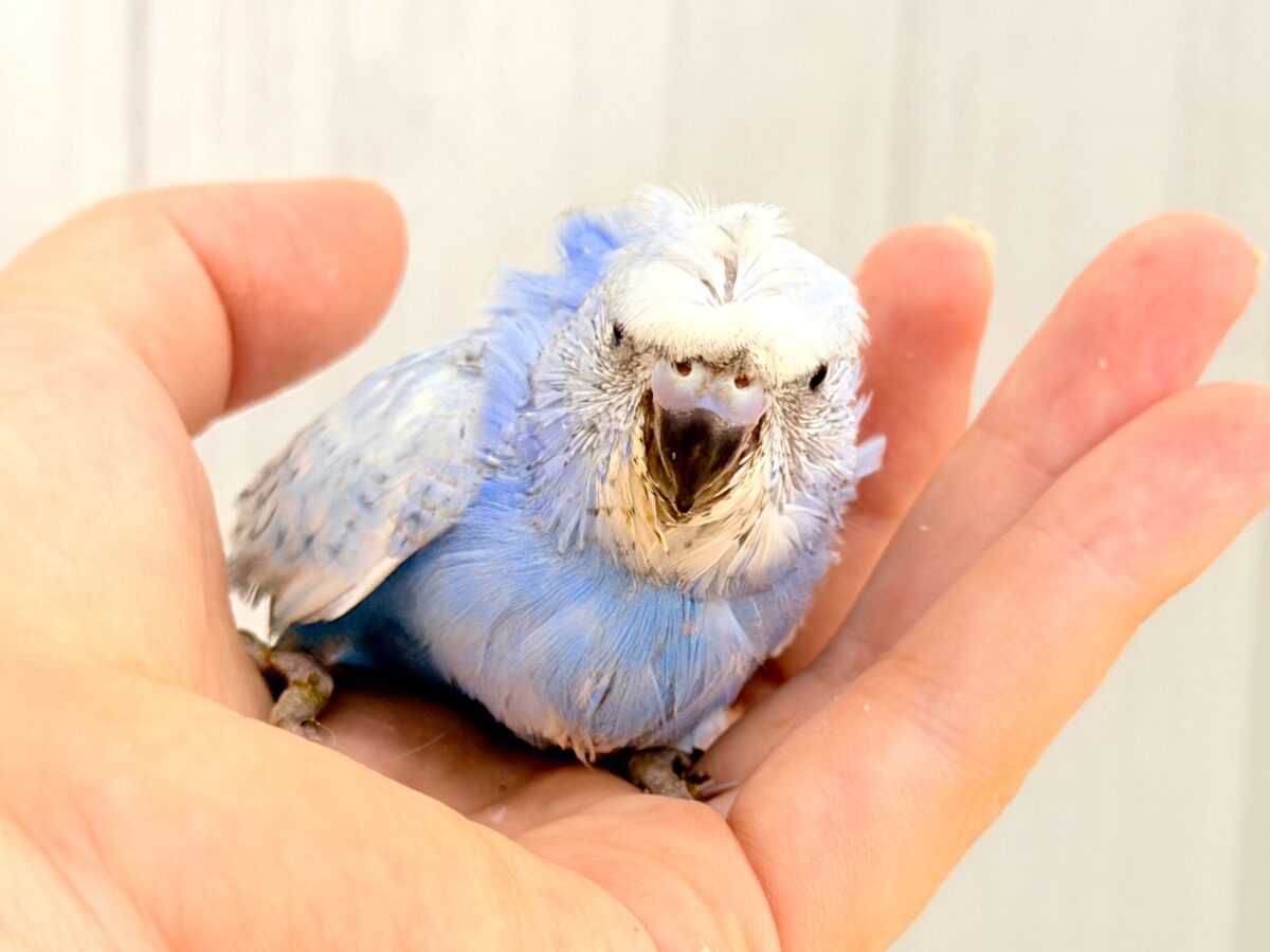 梵天セキセイインコ