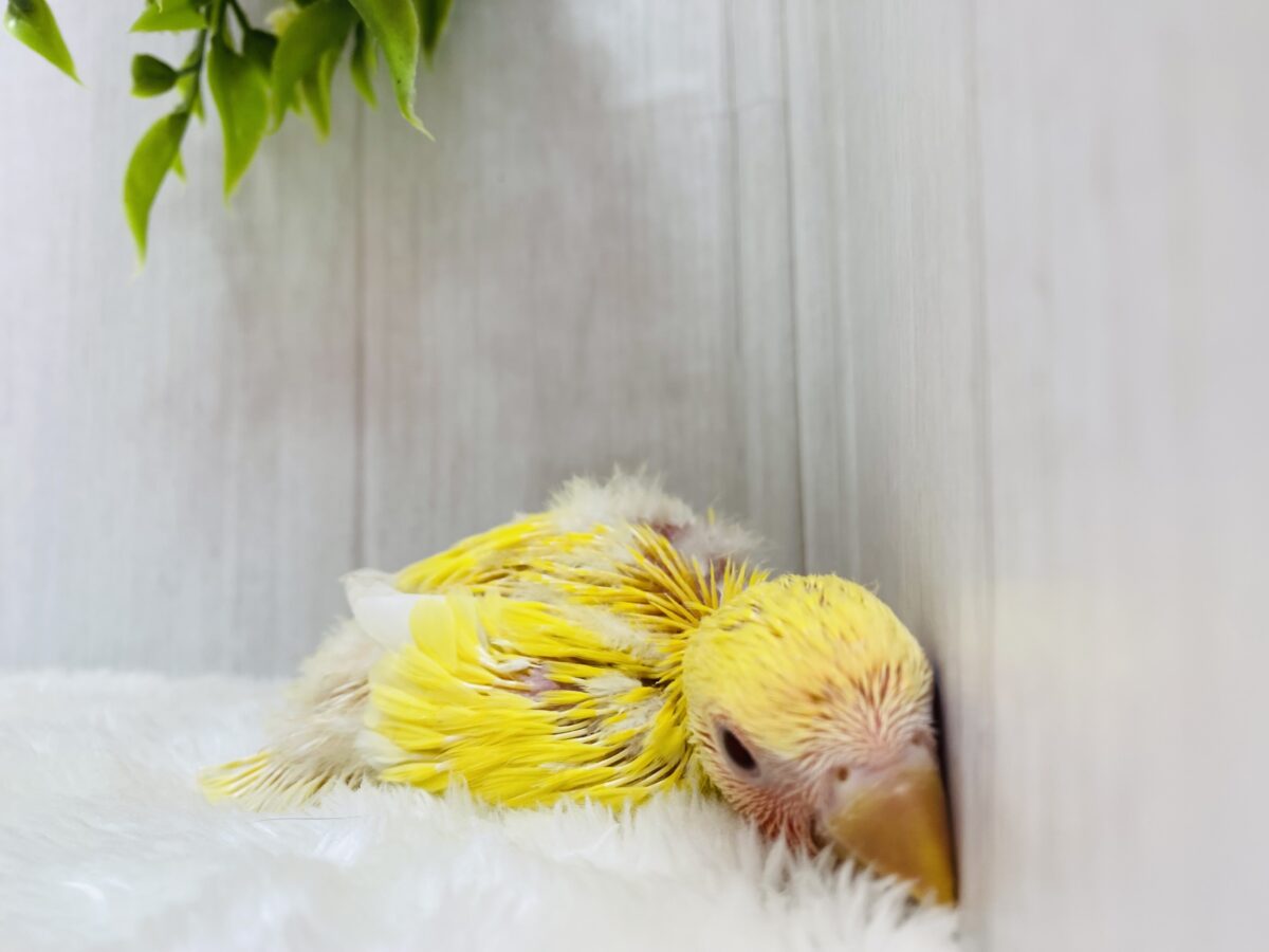 コザクラインコ（小桜インコ）