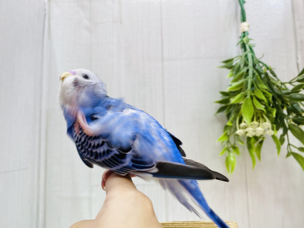 セキセイインコ