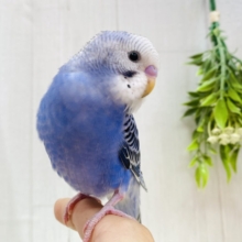 最新画像更新✨定番カラーの人気者👑✨セキセイインコブルーオパーリン💙