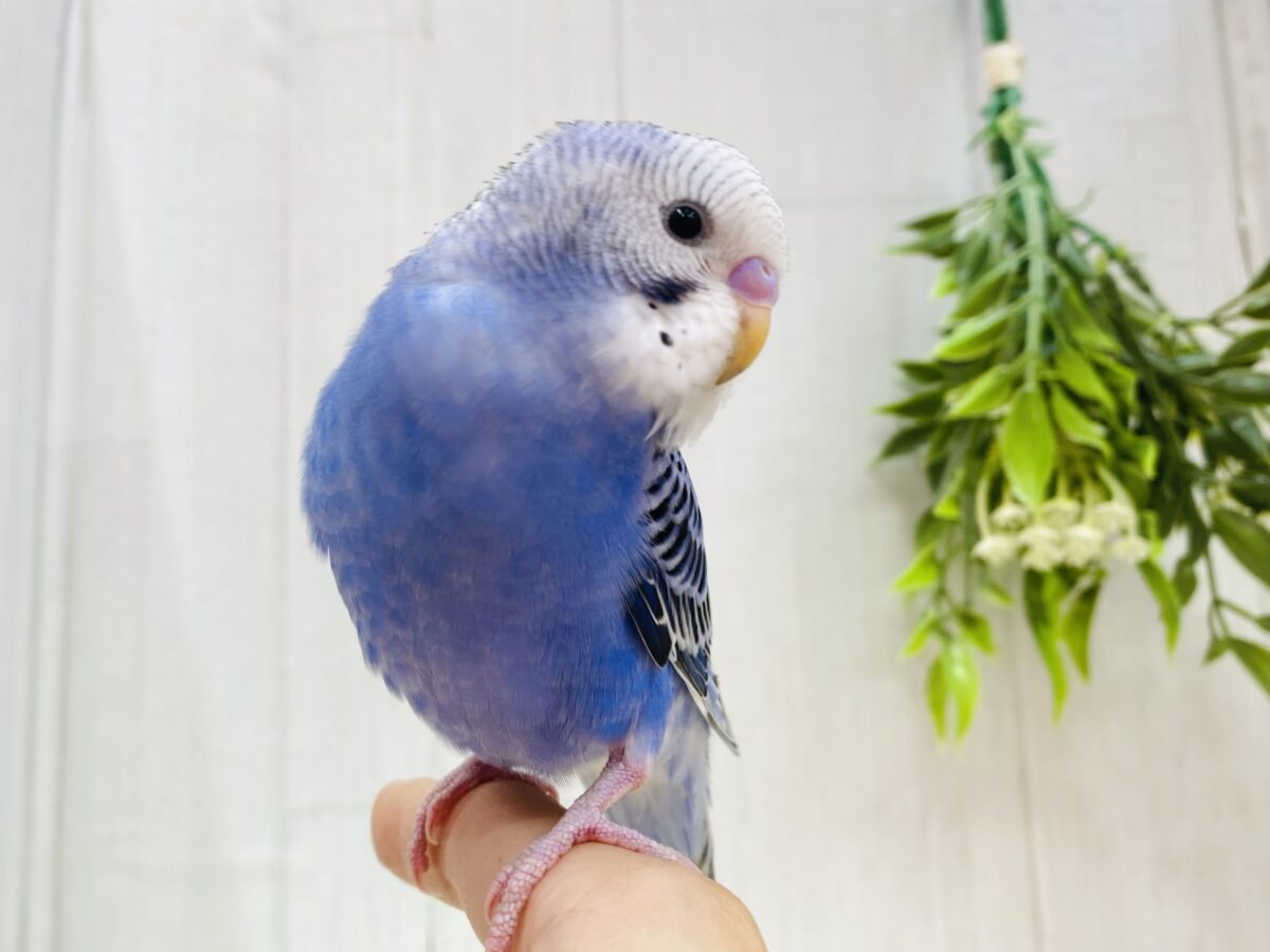 最新画像更新✨定番カラーの人気者👑✨セキセイインコブルーオパーリン💙