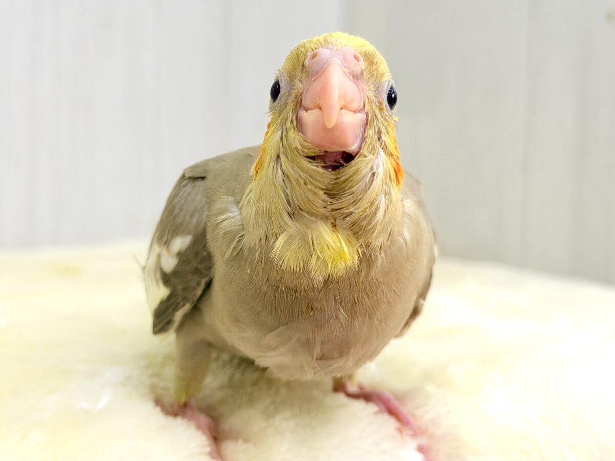 大きくなりました♡オカメ🐣‪のヒナ(シナモン)入荷しました❤️