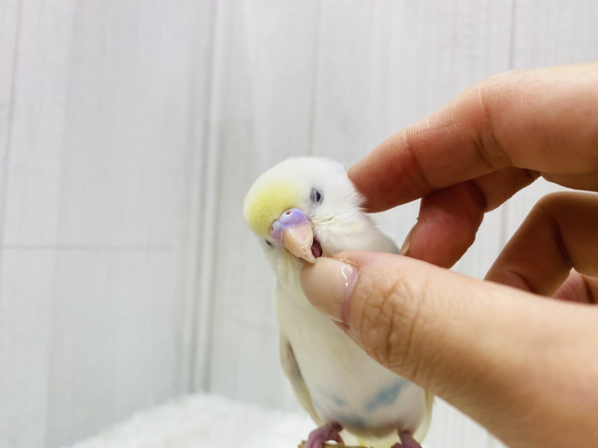 セキセイインコ