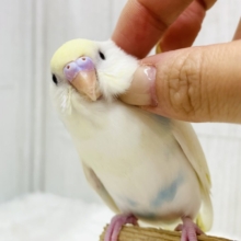 最新画像更新‼️ちょこっとブルーに注目です️🩵あわ〜いセキセイインコやって来た！！