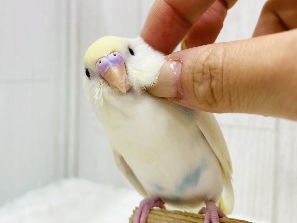 最新画像更新‼️ちょこっとブルーに注目です️🩵あわ〜いセキセイインコやって来た！！