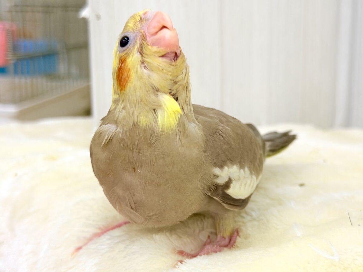 オカメインコ
