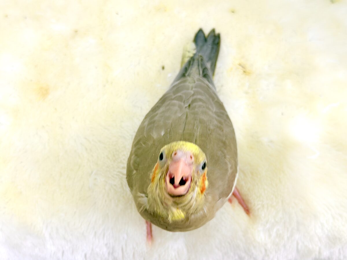 オカメインコ