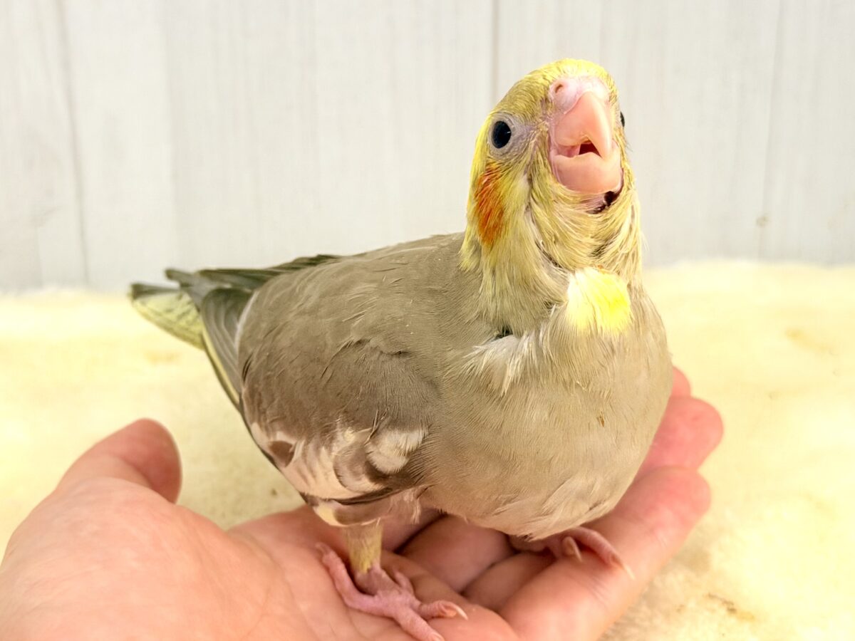 オカメインコ
