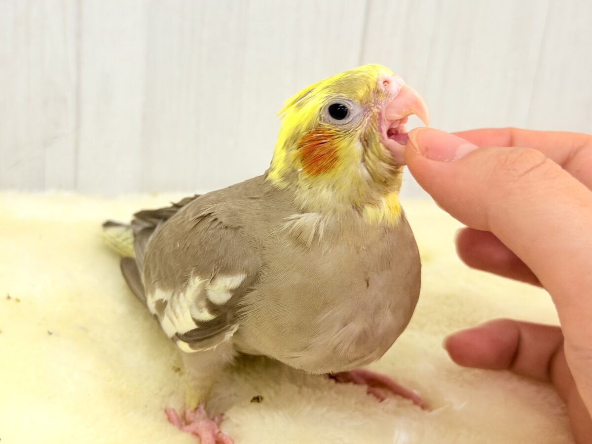 オカメインコ