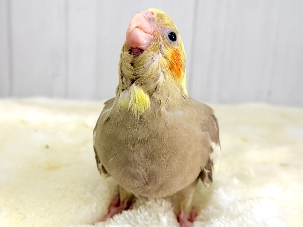 オカメインコ