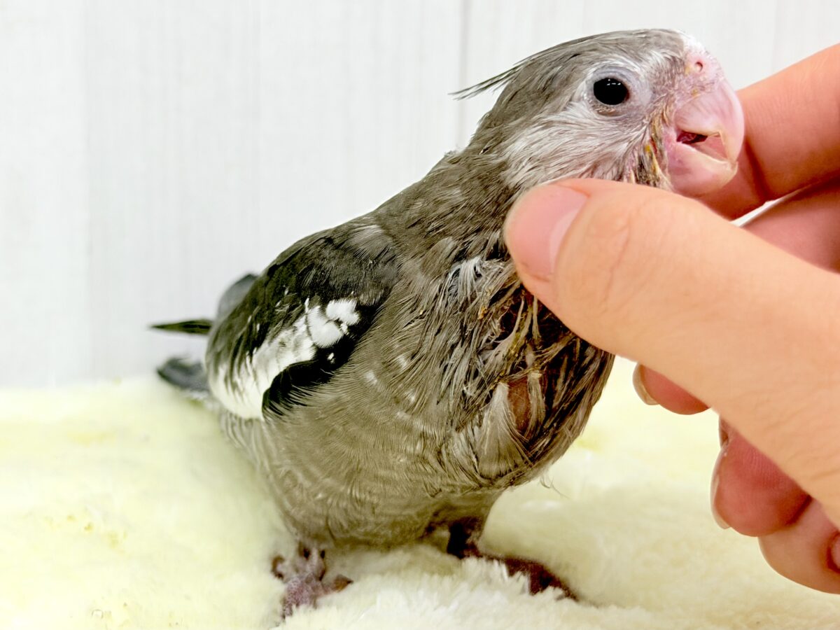 モノトーンカラーのツンツンヘアー🖤🤍オカメインコのホワイトフェイスの雛が入舎しました☆ オカメインコ