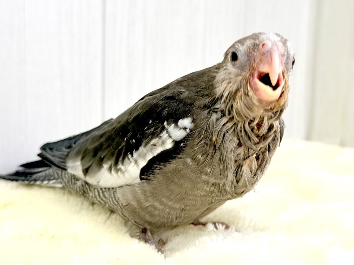 モノトーンカラーのツンツンヘアー🖤🤍オカメインコのホワイトフェイスの雛が入舎しました☆ オカメインコ