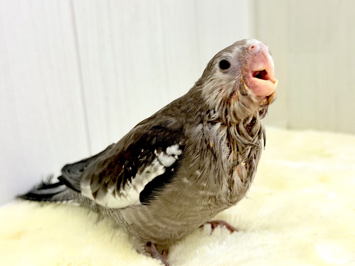 オカメインコ