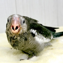 モノトーンカラーのツンツンヘアー🖤🤍オカメインコのホワイトフェイスの雛が入舎しました☆