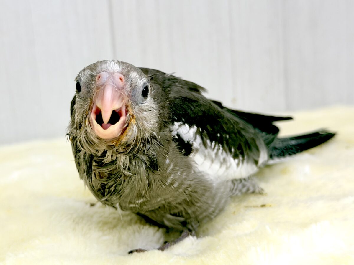 モノトーンカラーのツンツンヘアー🖤🤍オカメインコのホワイトフェイスの雛が入舎しました☆