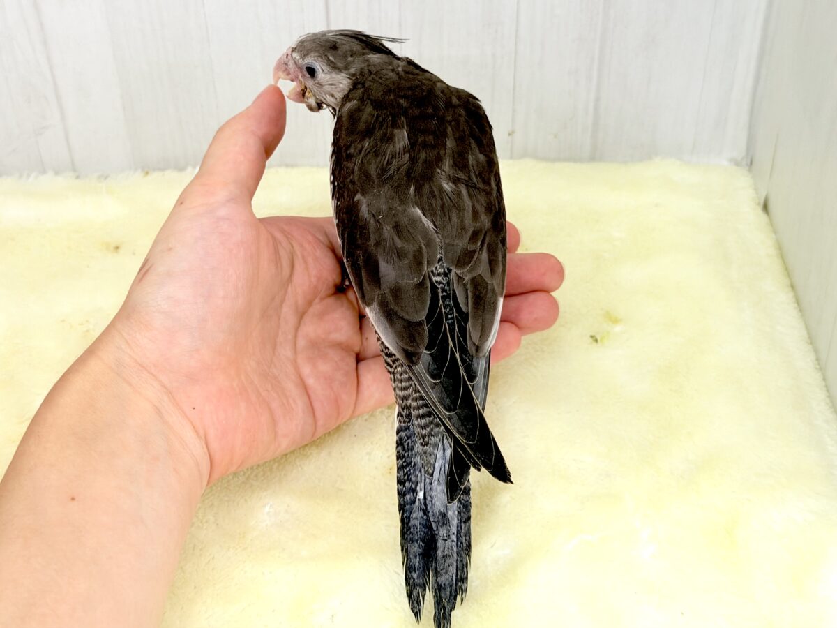 モノトーンカラーのツンツンヘアー🖤🤍オカメインコのホワイトフェイスの雛が入舎しました☆ オカメインコ